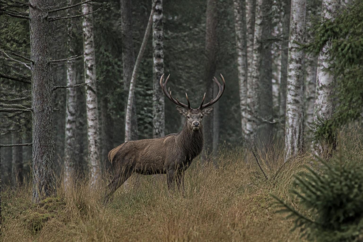 Mature red stag with heavy antlers in hilly Swedish forest terrain at Munkedal