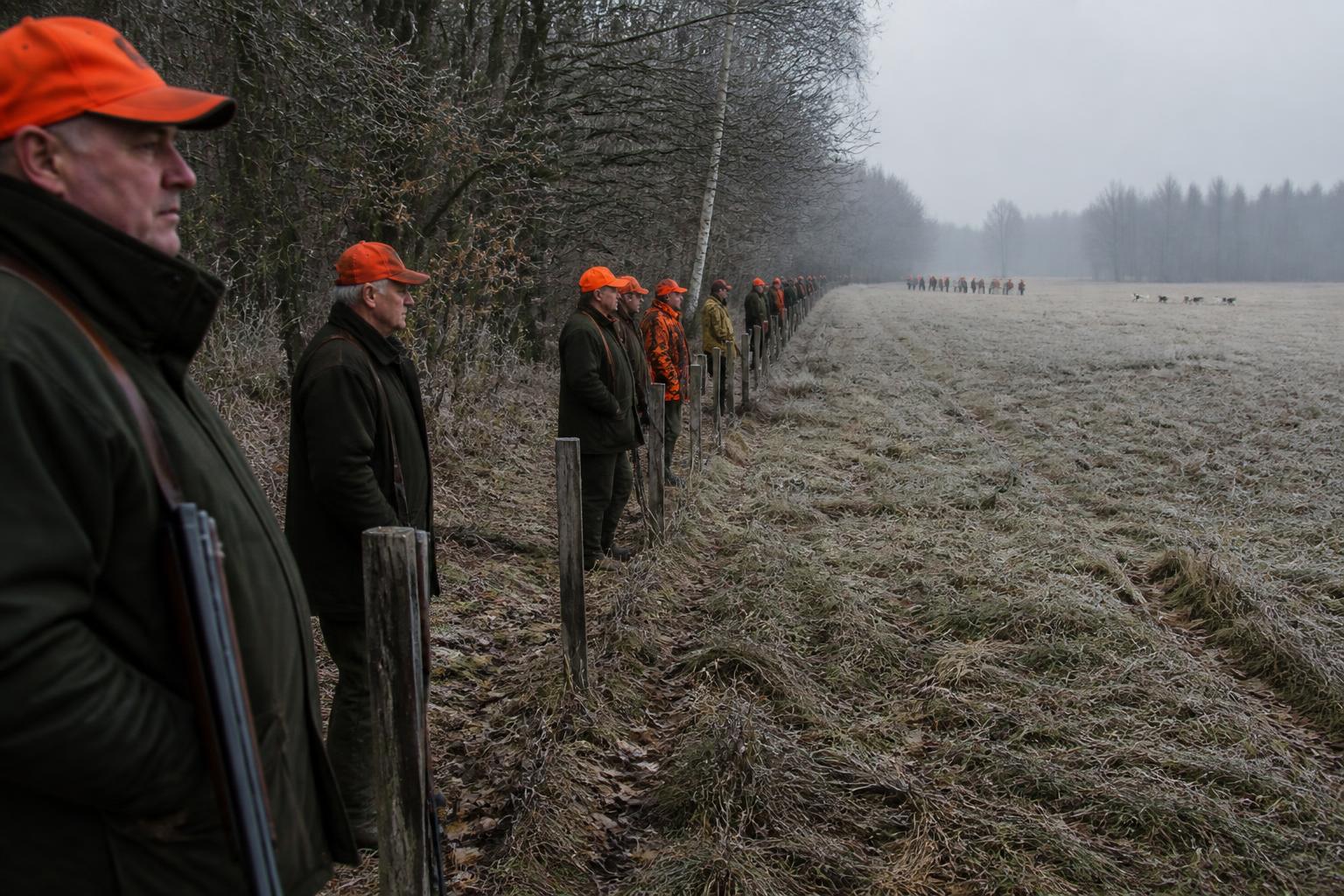 Line of hunters standing at their posts on a frosty Polish driven hunt with beaters and dogs in the distance